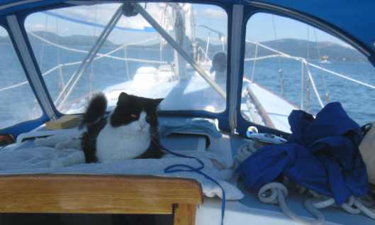 Spike enjoys light air sailing-s